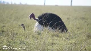 OSTRICH MATING NatGeo birdaroundme OstrichRecap bbcwildlifemagazine9367 [upl. by Yehus]