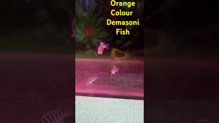 Orange and black stripes fish youtubeshorts aquariam fishaquarium youtubeshorts [upl. by Colby]