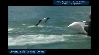 Avistaje de Tonina Overa en Playa Unión  Chubut [upl. by Hooge]