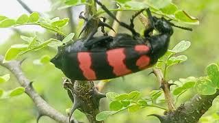 Blister Beetle Natures Toxic Beaut Thorny Branch [upl. by Irtimd]