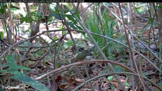 Male Lancetailed Manakins Put on a Cooperative Duet for Female – Mar 27 2017 [upl. by Learrsi]