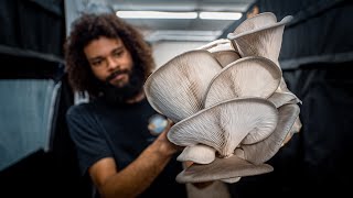 Fruiting Oyster Mushroom Production Blocks  Southwest Mushrooms [upl. by Bjorn]