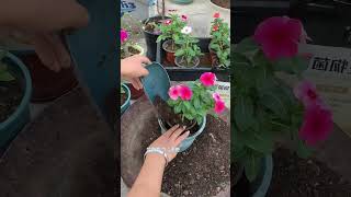 Technique repotting Catharanthus roseus shortvideo flowers floweringplant gardening nature [upl. by Rhodia]