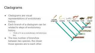 84 Cladograms and Phylogenetic Trees [upl. by Solram]