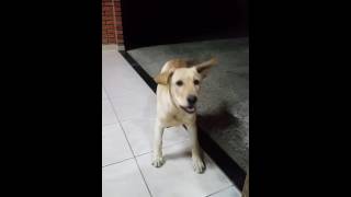 Filhote de Labrador latindo  4 meses [upl. by Notlrahc753]