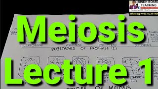 Meiosis Lecture 1 in HindiUrdu [upl. by Kurth]