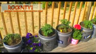 Grow Tomatoes in 5 gallon buckets [upl. by Nurse229]