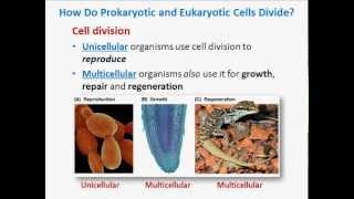 The Cell Cycle [upl. by Eenar353]