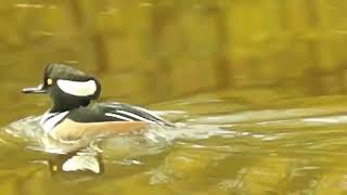 Hooded Merganser couple making love  High Park [upl. by Sera]