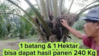 1 Batang amp 1 Hektar segini dapat hasil panen sawitsawitindonesia [upl. by Nylicaj587]