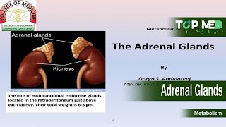 Adrenal glands [upl. by Luar]