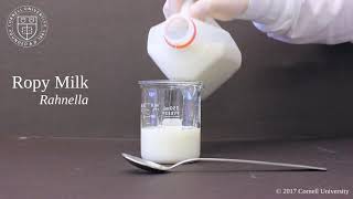 Ropy defect in milk caused by Rahnella sp [upl. by Ahsrav]