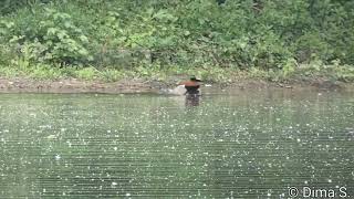 Egyptian goose kills Mallard Duck chick  Nilgans tötet Stockente küken 18042020 [upl. by Survance]