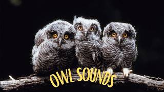 5 most popular owl sounds in North America Different types of owls and their sounds [upl. by Anivlac662]