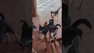 Meeting the dogs in the morning animalrescue pets dogrescue [upl. by Irianat]