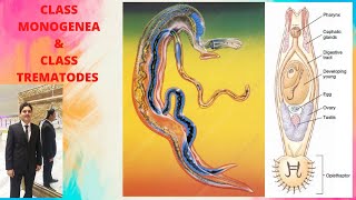 class monogenea and trematoda [upl. by Lamaaj]