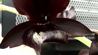 ORCHID CARE Monnierara Millenium Magic Witchcraft LARGE BLACK ORCHID IN FULL BLOOM [upl. by Clerissa715]