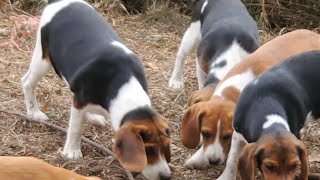 Hound pups racing around 2 acre pen [upl. by Gasper]