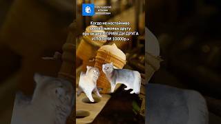 🍦 Склад мороженного упаковщики 🔥Приведи друга и получи 10000₽ 88006005664 работа вахта [upl. by Rosanne265]