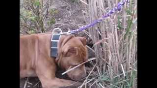 Pit Bull Fight APBT HUNTING MARSH RATS [upl. by Willi]