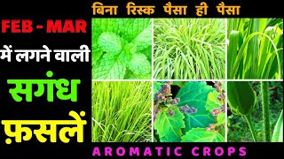 फ़रवरीमार्च में लगने वाली सुगंधित फ़सलें । Aromatic Plants Cultivation in FebMar सगंध पौधों की खेती [upl. by Atinel]