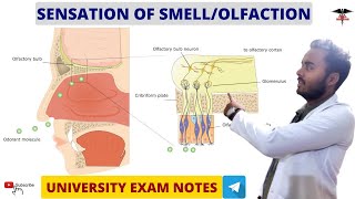 Sensation Of Smell  Olfaction  Physiology  MBBS  BDS  BMLT  DMLT  Nursing lecturers [upl. by Euqinobe267]