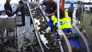 Seaproducts Mussel Farm Coromandel New Zealand [upl. by Aliakim170]