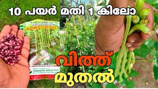 പയർ കൃഷി ✅️ശരിയായ രീതി payar krishi malayalam [upl. by Jarid]