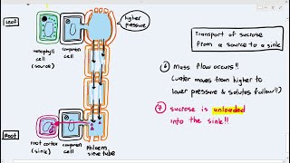 710 Transport in the Phloem from the Source to Sink Cambridge AS A Level Biology 9700 [upl. by Garfinkel]