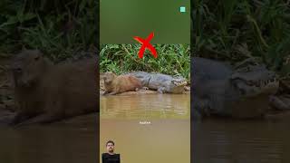 Do Crocodiles Eat Capybaras 😱 [upl. by Allen]