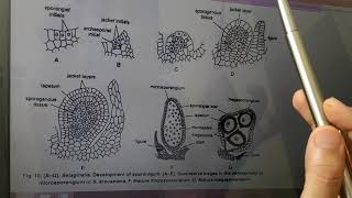 Vd9 Developmental Stages of Sporangia in Selaginella [upl. by Bianka963]