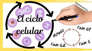 El CICLO CELULAR Paso a Paso [upl. by Nilcaj]