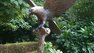 bird park in chandigarh 🦜🦆with my friend👭 [upl. by Birdie]