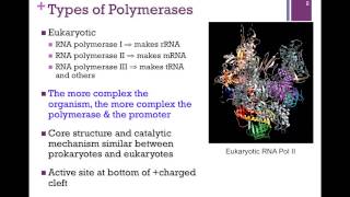 178RNA Polymerase Structure [upl. by Hawkins]