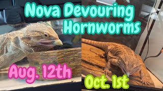 🦎Nova Devouring a Hornworm🐛 beardeddragon hornworm [upl. by Elianora]