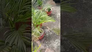 Nai Urjashortvideo gardening indoorplantplantnursery garden flowers [upl. by Hewe336]