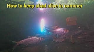 How to keep shad alive in summer [upl. by Octavla]