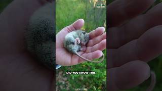 Dormouse  A Cute Rodent You Might Not Heard Of [upl. by Lewej]