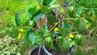 How To Branch Soursop Quickly To Get More Fruit [upl. by Maggee]