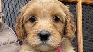 Mini Australian Labradoodle ❤️labradoodle [upl. by Kunkle]