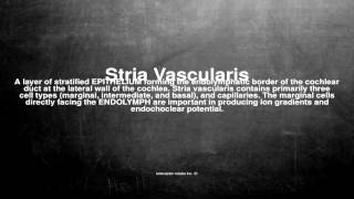 Medical vocabulary What does Stria Vascularis mean [upl. by Amle]