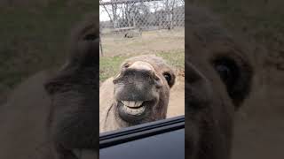 Donkey video bombs the white tiger with awesome smile [upl. by Clite87]