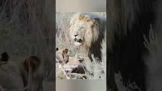 The lion looks unhappy though 😕 youtubeshorts wildlife viralvideo subscribemychannel [upl. by Aivad]