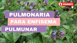 Pulmonaria para enfisema pulmonar [upl. by Ailemak]