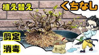 【クチナシ】剪定、整枝、植え替え、消毒、挿し木【２０cmあった樹高を１０センチ以下に】 [upl. by Codd]