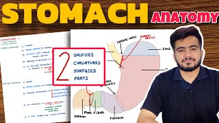 Stomach Anatomy 12  Parts of Stomach  External Features of Stomach [upl. by Litt640]