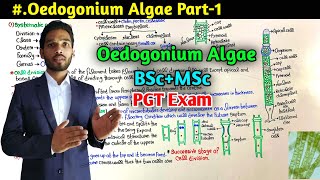 Structure and Reproduction in Oedogonium Algae  BSc first Year  MSc  PGT Exam [upl. by Ahsikyw]