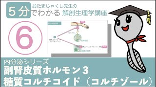 内分泌シリーズ第6回「副腎皮質ホルモン３ 糖質コルチコイド」おたまじゃくし先生の解剖生理学講座日本一わかりやすい講義を目指して勉強法 [upl. by Elka]