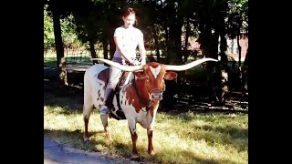 Riding Trained Texas Longhorn Cow Premier Preference [upl. by Nibor]