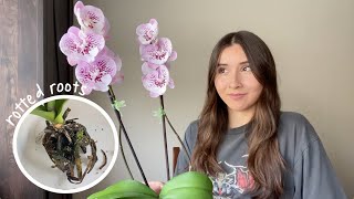 How to Save Orchids With Root Rot [upl. by Barnard721]